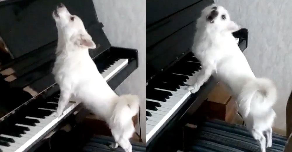 ชมคลิป : น้องหมาโชว์ลีลาเดี่ยวเปียโนแถมหอนประกอบอีกด้วย