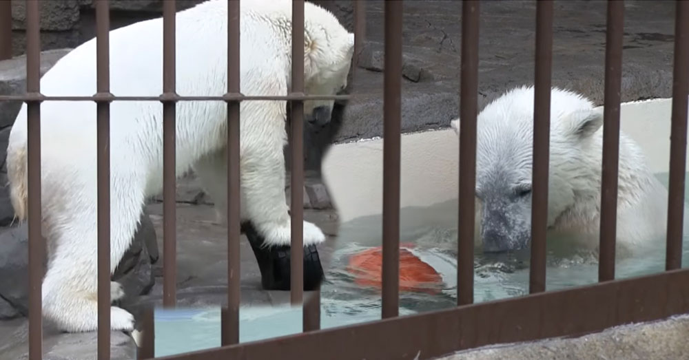 ล้อรถ ลูกบอล สระน้ำ ความสุขเล็กๆ ของ 'หมีขั้วโลก' ในสวนสัตว์ที่ฮอกไกโด (คลิป)