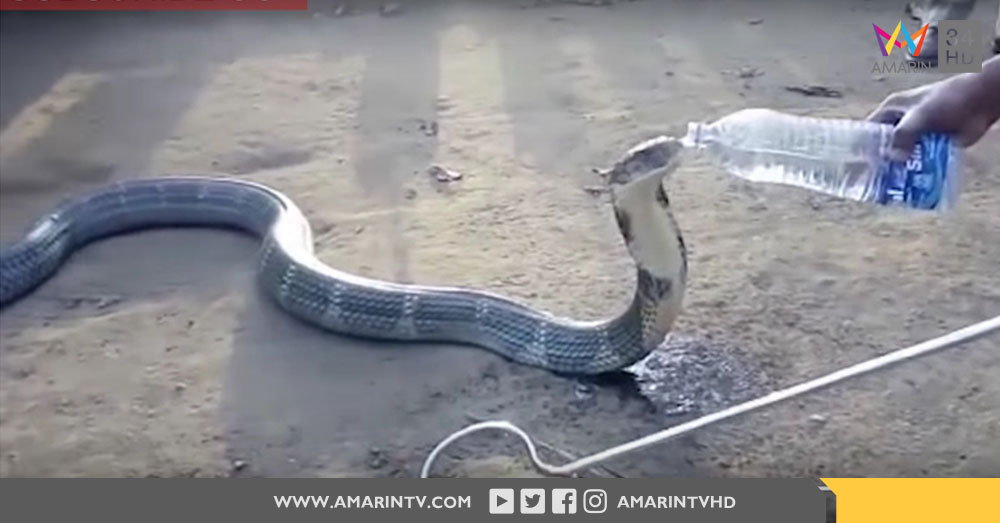 ชมคลิป : ขอน้ำหน่อย! งูจงอางยักษ์ หิวโซหลังติดในบ้านนาน 2 วัน | อมรินทร์ทีวี | Invalid date Invalid date | AMARIN TVHD34