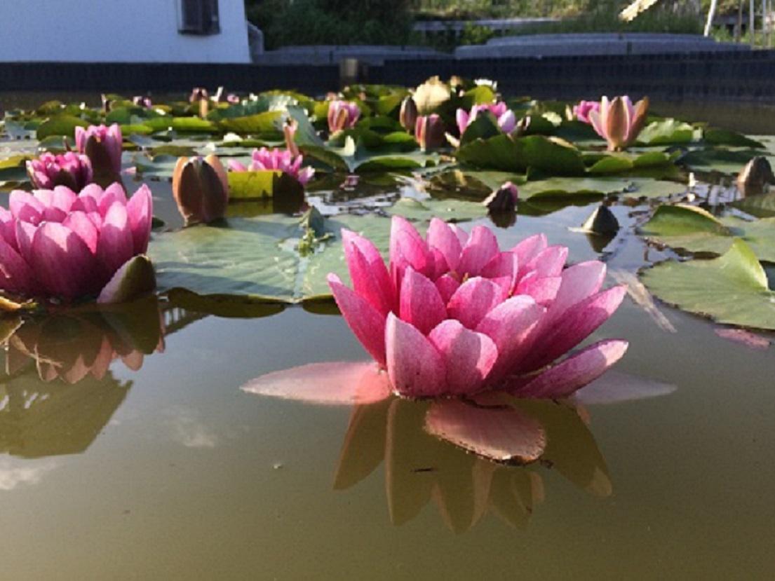 สื่อญี่ปุ่น รายงานข่าว ความงดงามของ “ทะเลสาบดอกบัว” ในไทย