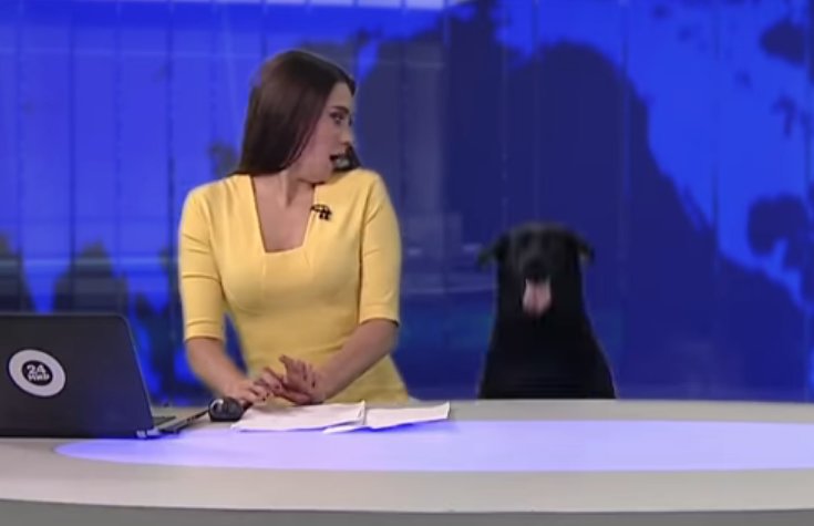 ชมคลิป! สุนัขแย่งซีนผู้ประกาศข่าวสาวที่รัสเซียกลางรายการสด