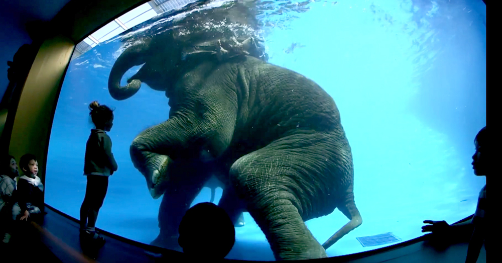 สื่อนอกเผยคลิป 'ช้างว่ายน้ำ' ที่สวนสัตว์เปิดเขาเขียว (คลิป)