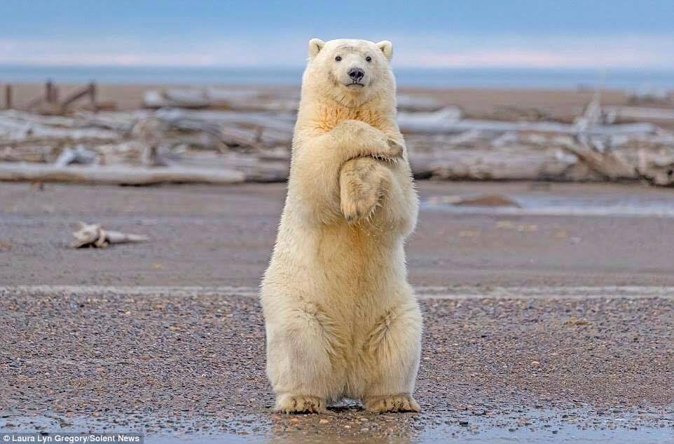 เผยภาพหมีขาวยืนโพสท่าถ่ายรูปในรัฐอลาสก้า