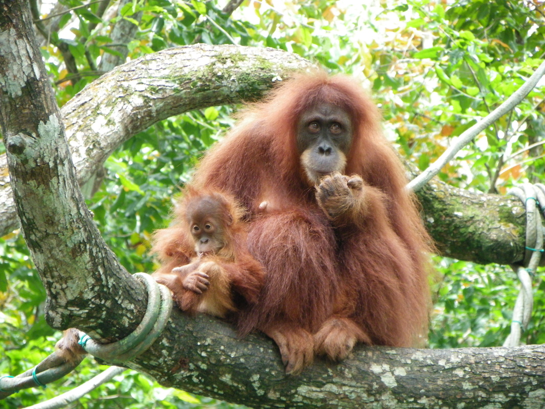 ชมคลิปสวนสัตว์สิงคโปร์จัดเมนูทุเรียน ฉลองวันเกิดให้ ลิงอุรังอุตัง