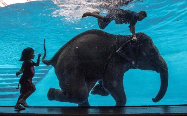 สื่อนอกเผยคลิป ช้างว่ายน้ำ ที่สวนสัตว์เปิดเขาเขียว