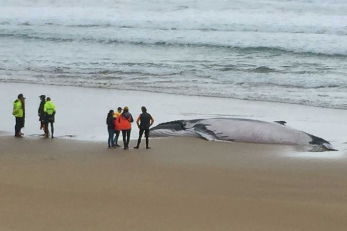 ชมคลิปช่วยวาฬเกยตื้นล้มเหลวที่ออสเตรเลีย  สุดท้ายต้องวางยาให้ตาย