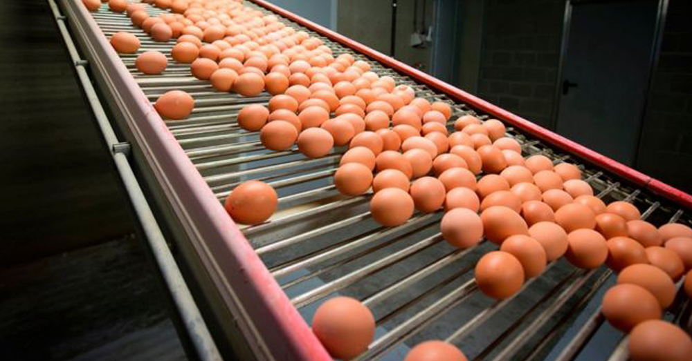 พบไข่ไก่ปนเปื้อนยาฆ่าแมลงกว่า 20 ตัน จำหน่ายในเดนมาร์ก