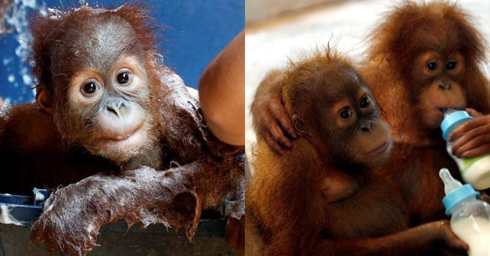 ภาพความตะมุตะมิของลูกลิงอุรังอุตัง หลังจากที่ได้รับการช่วยเหลือจากการลักลอบค้าสัตว์ป่า