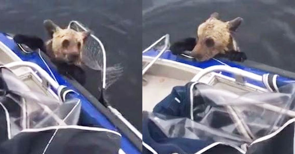 น่าชื่นชม! ชาวประมงรัสเซีย ช่วยชีวิตลูกหมีที่กำลังจะจมน้ำ หลังว่ายข้ามทะเลสาบจนหมดแรง