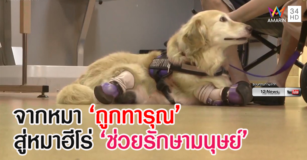 'จีจี้' สุนัขขาด้วนจากน้ำมือมนุษย์ รับหน้าที่สุนัขบำบัดผู้พิการ