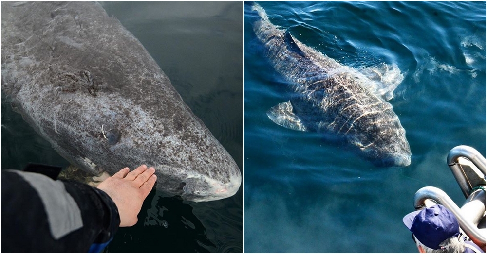 ของจริงไม่อิงไซไฟ!? นักวิทย์เชื่อ 'ฉลามกรีนแลนด์' อาจมีอายุได้มากกว่า 500 ปี