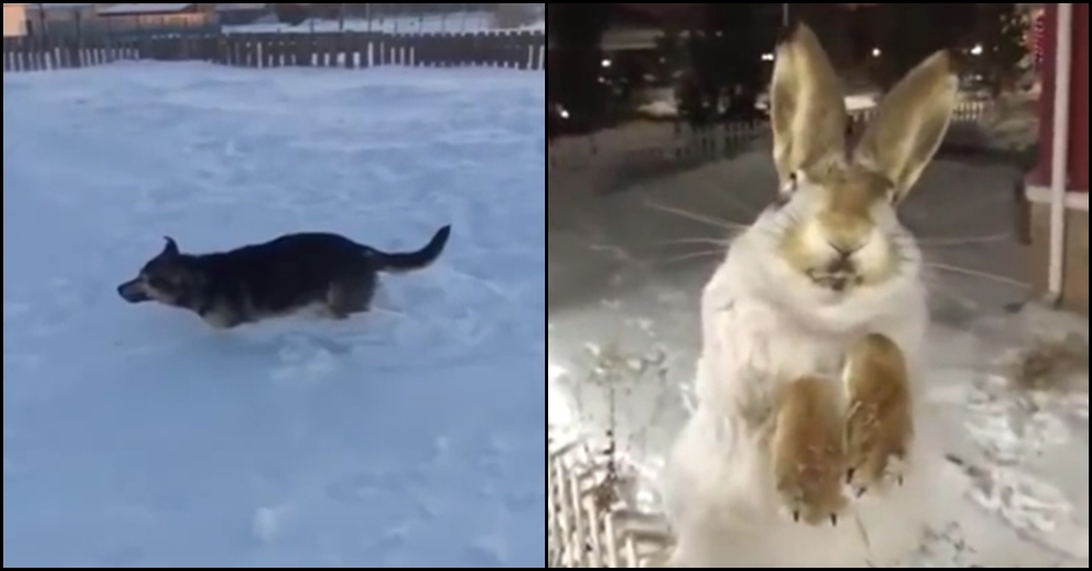 ฤดูมรณะ!! เผยภาพ 'สุนัข-กระต่าย' ตายกลางกองหิมะ หลังคาซัคสถานอุณหภูมิ -56 องศาฯ