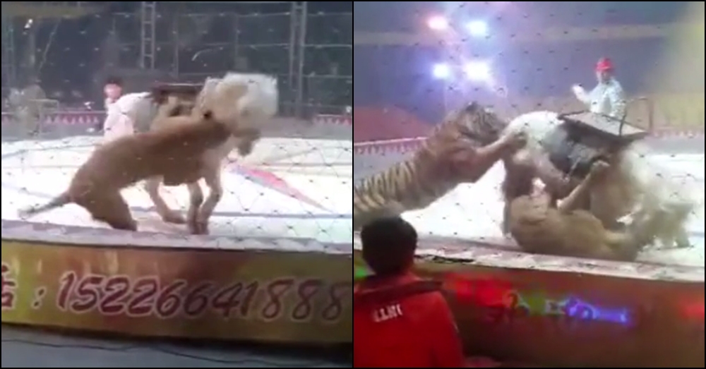 ผิดคิว!! เผยนาที 'เสือ-สิงห์' รุมขย้ำม้า ระหว่างซ้อมการแสดงละครสัตว์ในจีน