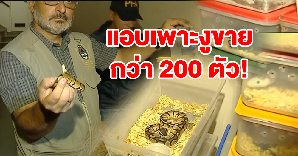 ขนหัวลุก! บุกห้องหนุ่มอาร์เจนฯ พบเพาะงูสายพันธุ์แปลกกว่า 200 ตัวขายในตลาดมืด