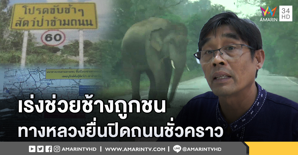 เร่งช่วยช้างถูกชน  กรมทางหลวงยื่นปิดถนนชั่วคราว หลังพบสัตว์ป่าตายเพิ่มมากขึ้น