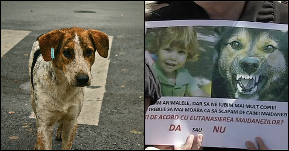 ย้อนรอยประชามติ 'การุณยฆาตหมาจรจัด' ในโรมาเนีย หลังมีเด็กสังเวยคมเขี้ยวฝูงสุนัข