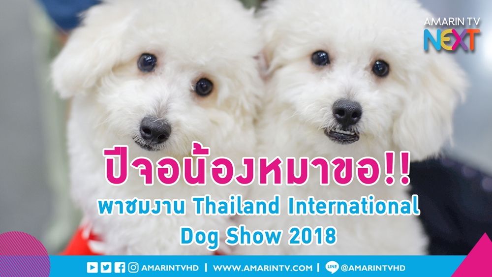 AmarinTV NEXT l ปีจอน้องหมาขอ!! พาชมงาน Thailand International Dog Show 2018 @ อิมแพ็ค เมืองทองธานี