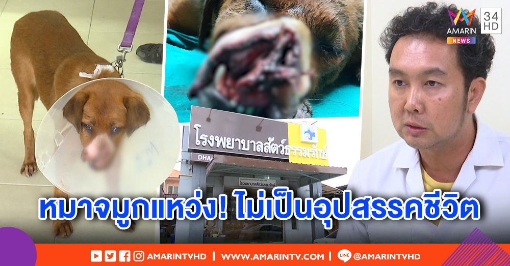 รอดตาย! หมาโดนฟันหน้าเหวอะจมูกแหว่ง แพทย์ผ่าตัดเผยอาการสาหัส - คุมติดเชื้อ