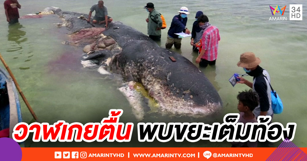วาฬสเปิร์มเกยตื้นตายบนหาดอินโดฯ พบขยะพลาสติกเต็มท้อง