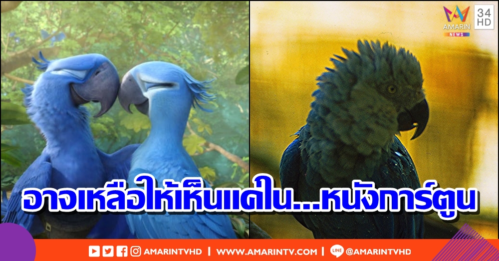 เหลือแค่ในการ์ตูน!? นักวิจัยเชื่อว่า Blue Macaw อาจจะสูญพันธุ์ไปจากธรรมชาติแล้ว