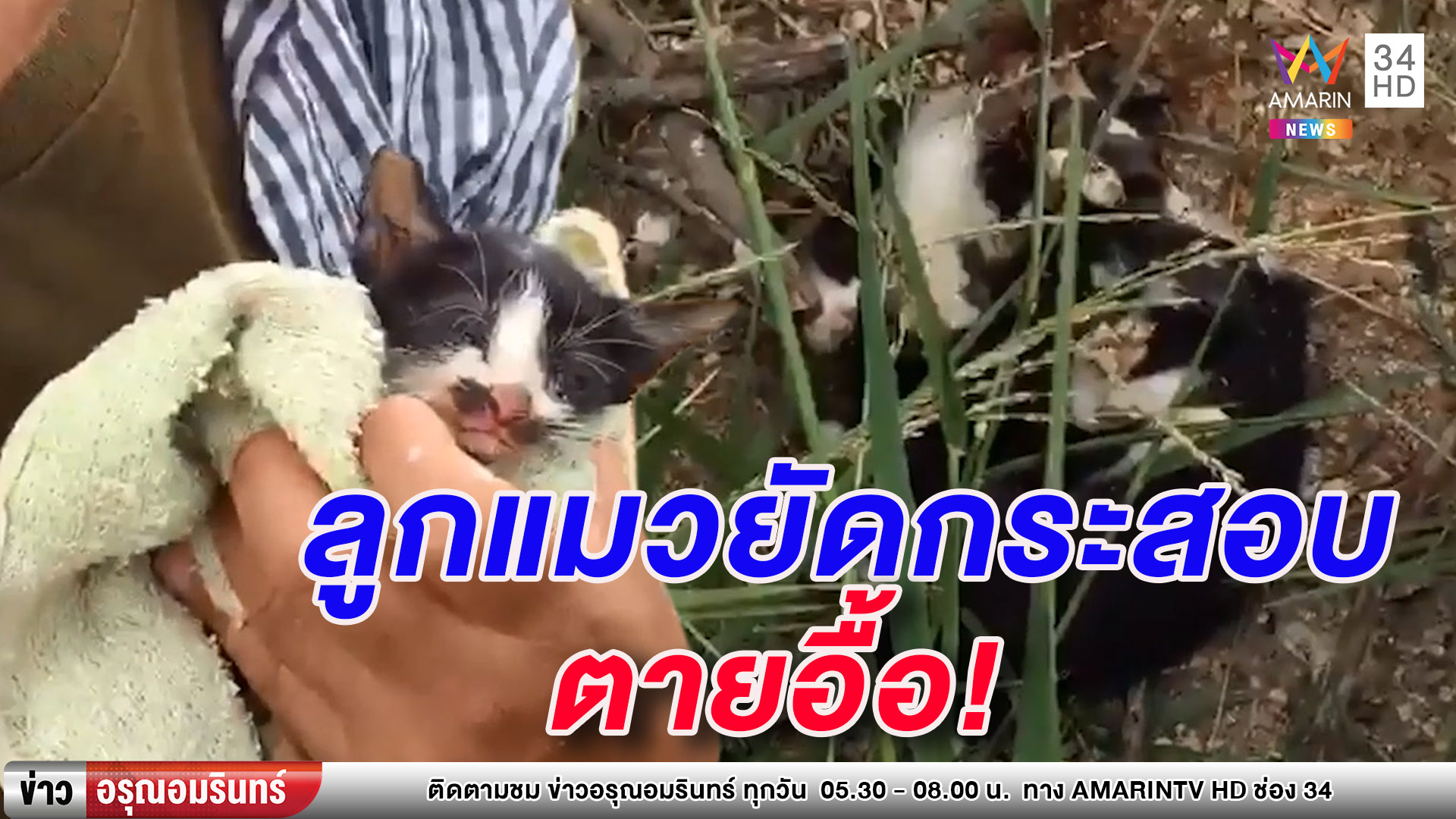 สลดใจ ลูกแมว 5 ตัวถูกจับยัดกระสอบทิ้งป่า ตาย 4 - รอดแค่ 1 (คลิป)