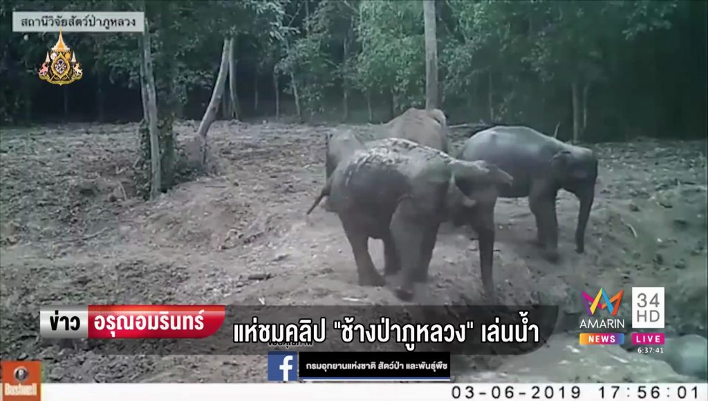 ช้างป่า