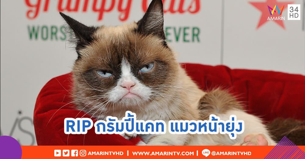 ทาสแมวเศร้า!! Grumpy Cat แมวหน้ายุ่ง เสียชีวิตแล้ว