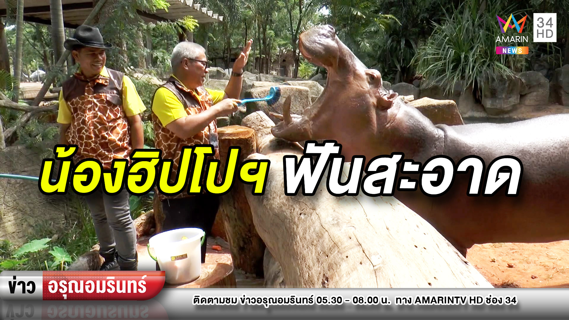 ข่าวอรุณอมรินทร์ : แปรงฟันฮิปโปโปเตมัส ที่แรก-แห่งเดียวในไทย