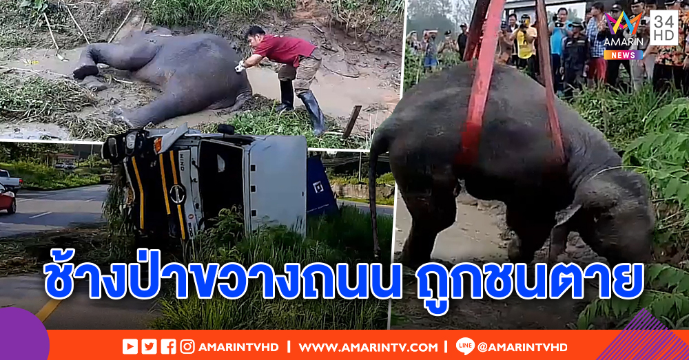 รถพ่วง 18 ล้อคว่ำ ชนช้างป่าเดินขวางถนนตอนมืด คนขับขาหัก ช้างกระเด็นตกคู จนท.ช่วย ตายก่อนถึงหมอ