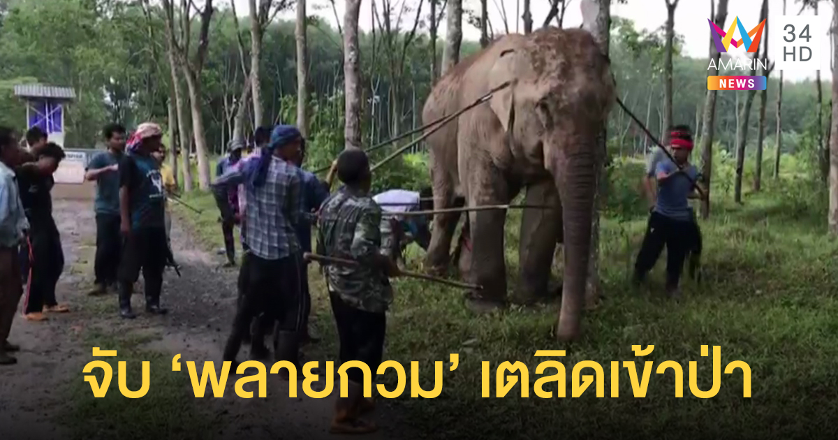 ระดมควาญช้าง-สัตว์แพทย์จับ 'พลายกวม' หลุดเข้าป่า ทำชาวบ้านไม่กล้ากรีดยางร่วม 3 วัน