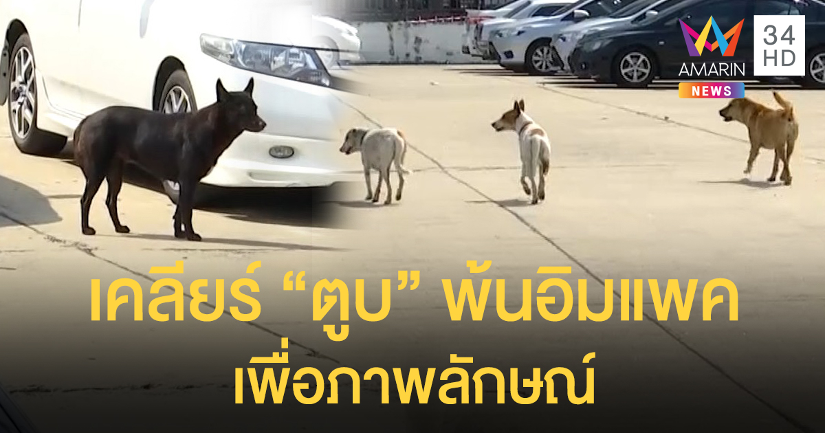 “ อิมแพค” แจงจับหมาจรเพื่อภาพลักษณ์ประชุมอาเซียน ยันไม่ได้เอาไปฆ่าอย่างที่ลือกัน