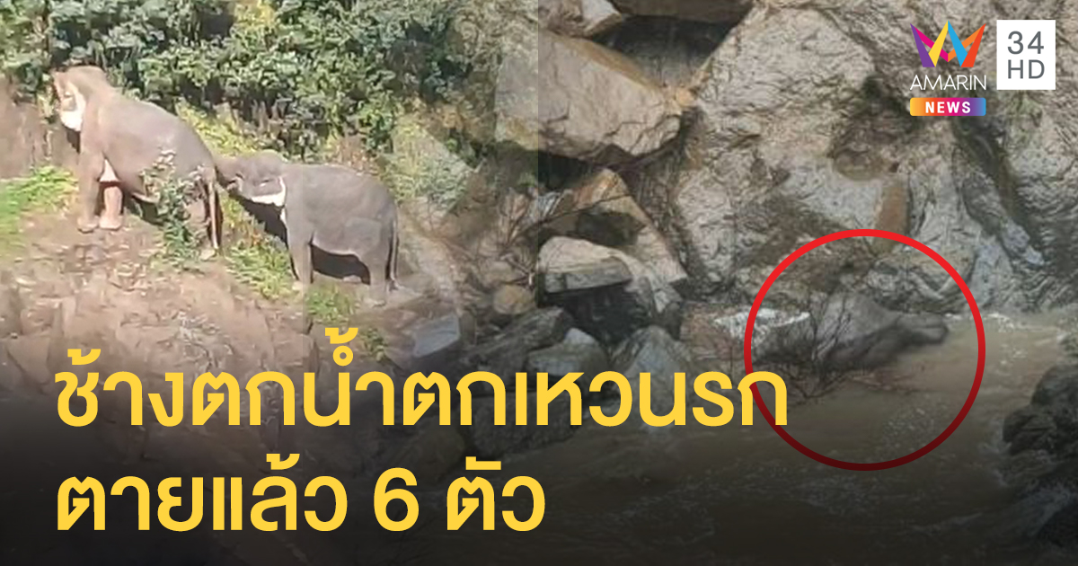 ช้างป่าเขาใหญ่พลัดตกน้ำตกเหวนรก ตาย 6 ตัว รอด 2 ตัว จนท.เร่งช่วยเหลือ