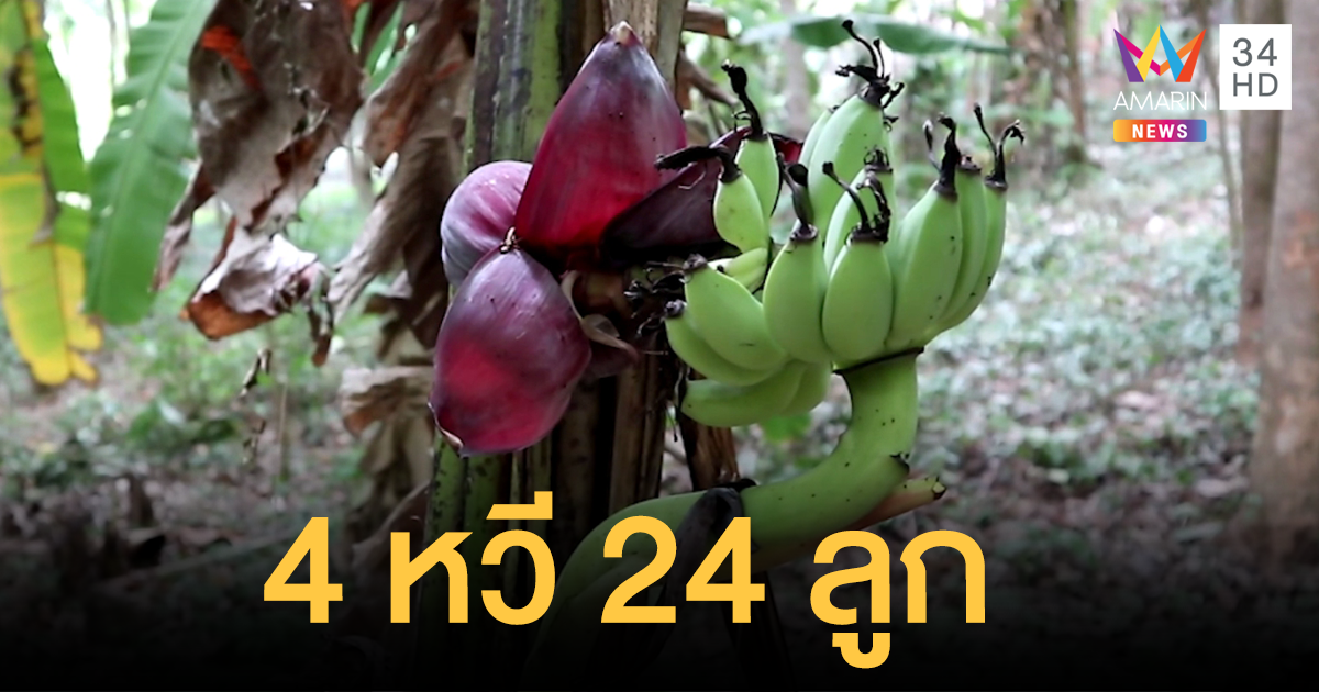 ฮือฮา! กล้วยออกลูกกลางต้นในป่าสวนยาง