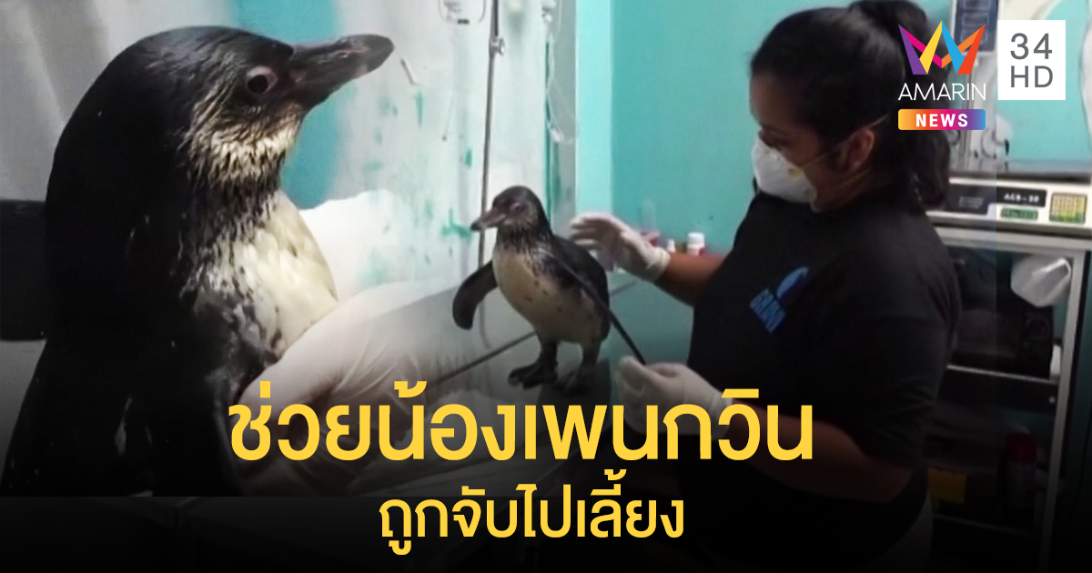 เปรูช่วยเหลือน้องเพนกวิน 2 ตัว ถูกดักจับไปเป็นสัตว์เลี้ยง