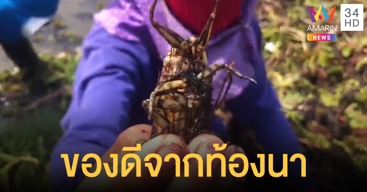 ชาวนาหาแมงดา–แมลงตับเต่า หลังเลี้ยงควาย รายได้ดี