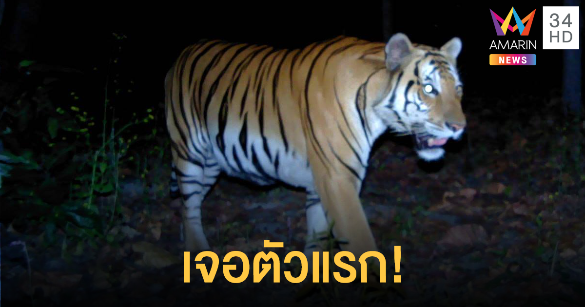 ตื่นเต้น! นักวิจัยพบเสือโคร่งตัวแรก ในผืนป่าเขตสลักพระ