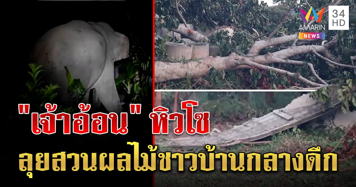ช้างป่าหิวจัด บุกกินกระท้อน-ขนุนของชาวบ้าน เดินถล่มกำแพง 10 เมตร จนท.ผลักดันเข้าป่า