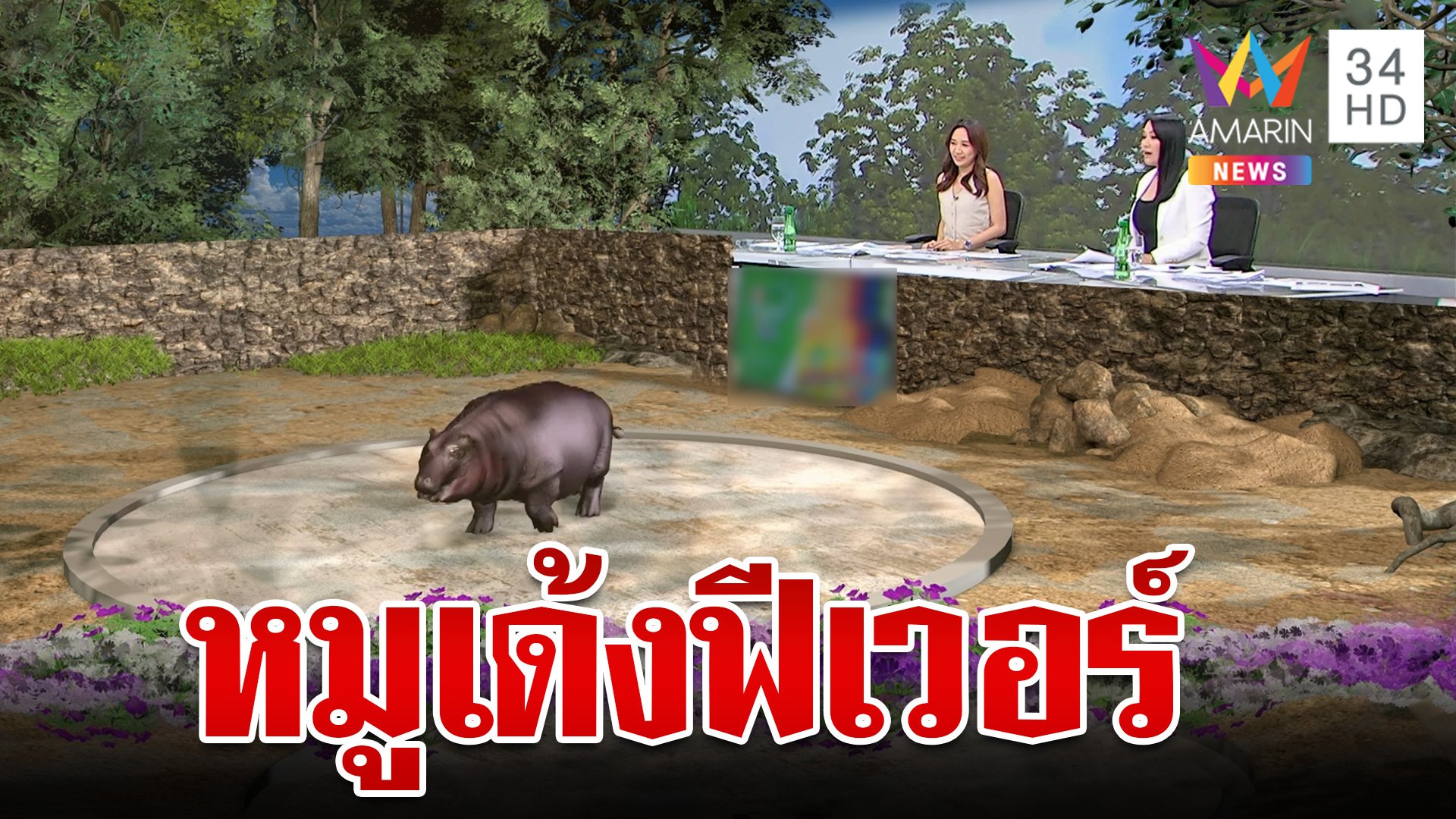 ฮิปโปฯแคระฟีเวอร์  "หมูเด้ง" โผล่ทุกที่ดังไกลทั่วโลก | ทุบโต๊ะข่าว | 20 ก.ย. 67 | AMARIN TVHD34