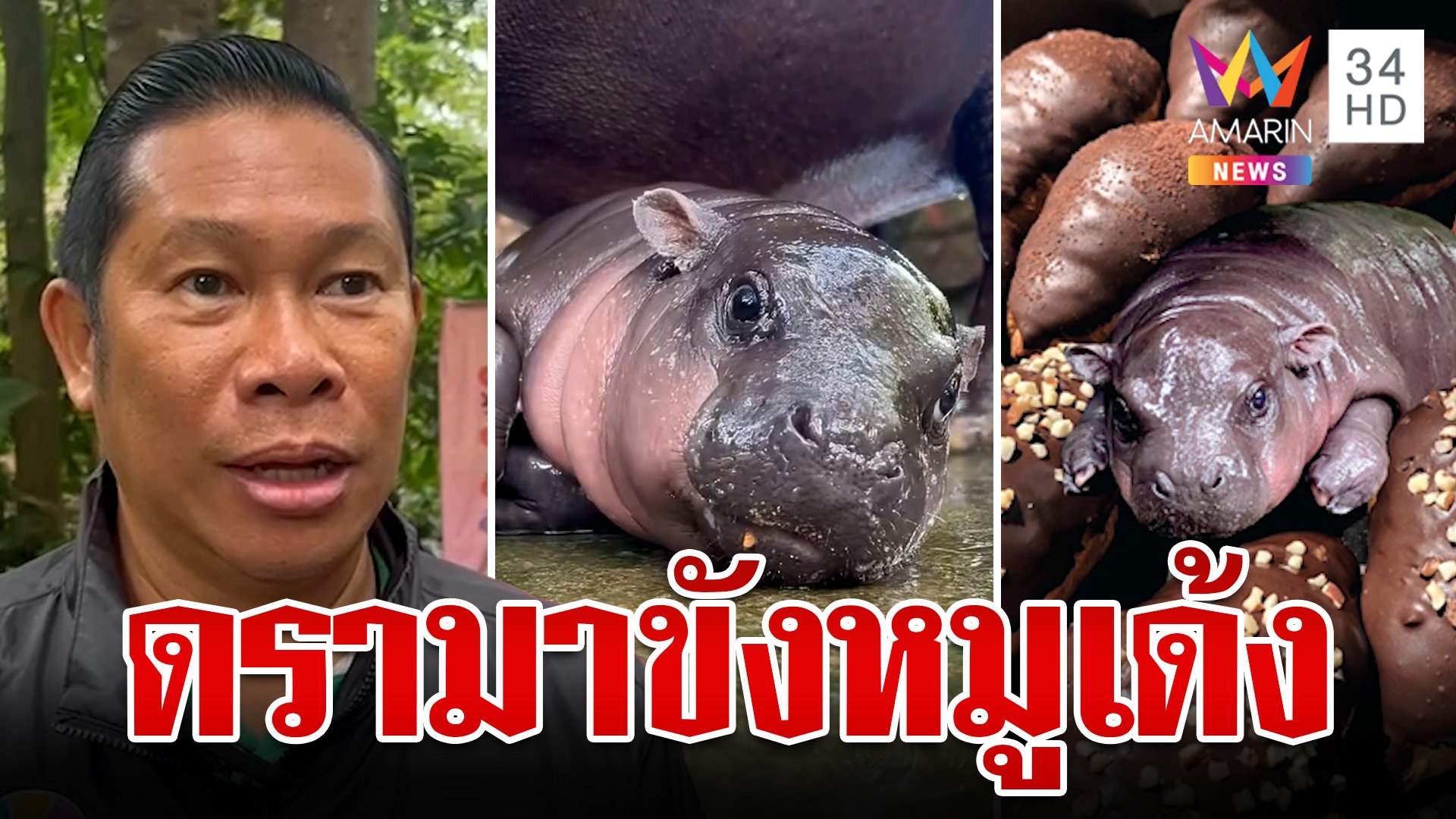 ฮิปโปฯแคระฟีเวอร์  "หมูเด้ง" โผล่ทุกที่ดังไกลทั่วโลก | ทุบโต๊ะข่าว | 20 ก.ย. 67 | AMARIN TVHD34