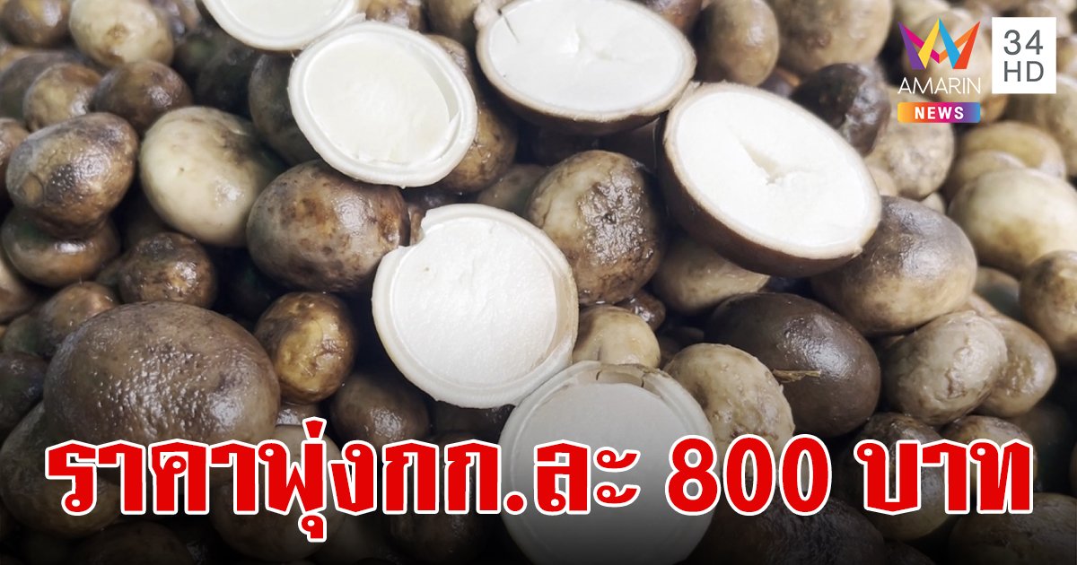 ราคาพุ่ง!เห็ดเผาะต้นฤดูฝนราคากิโลกรัมละ 800 บาท หนังอ่อนกินอร่อยท้าให้ลอง