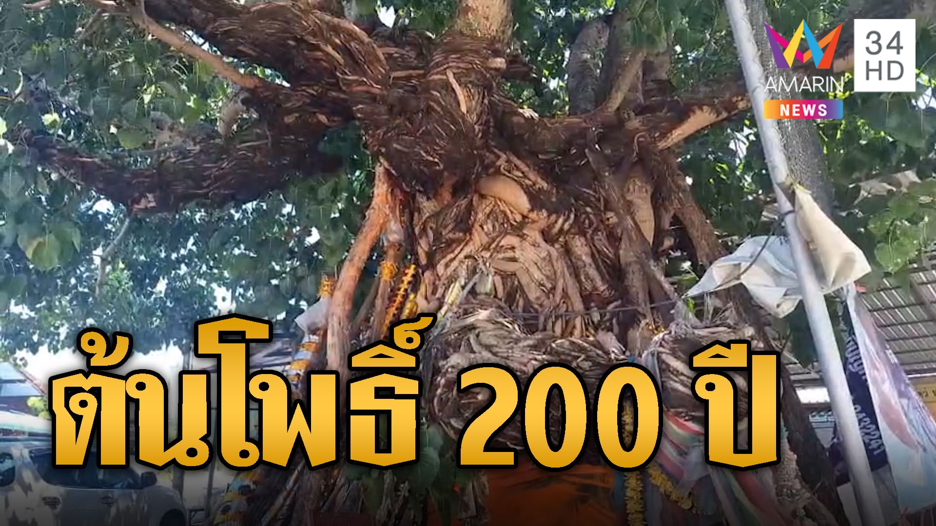 ฮือฮาต้นโพธิ์โบราณ 200 ปี รากใหญ่ยาวคล้ายหัวพญานาค | ข่าวอรุณอมรินทร์ | 1 พ.ย. 67 | AMARIN TVHD34