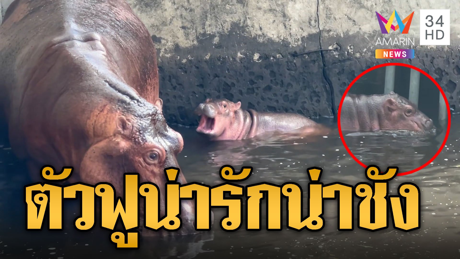 ลูกฮิปโปศรีสะเกษ ตัวฟูน่ารักน่าชัง คนแห่ส่องเลขวันเกิดดาวสวนสัตว์ | ข่าวอรุณอมรินทร์ | 1 พ.ย. 67 | AMARIN TVHD34