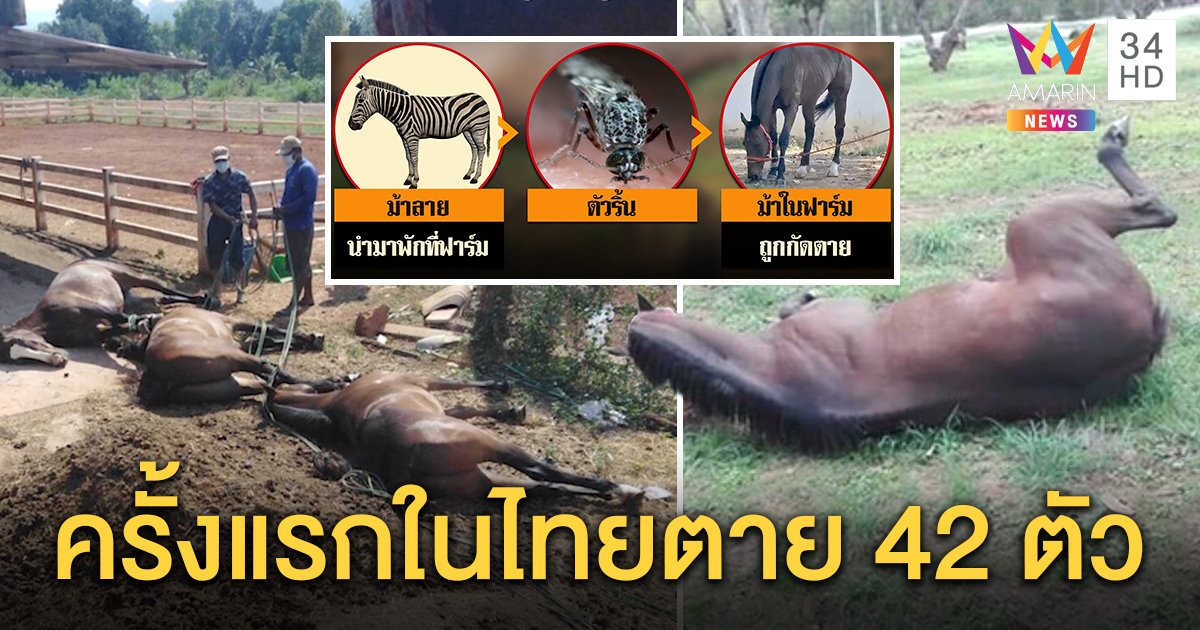 ครั้งแรกในไทย! ม้าแข่งตายเฉียบพลัน 42 ตัว พบตัวริ้นพาหะนำโรค ฟาร์มเจอหายนะ 11 แห่ง (คลิป)