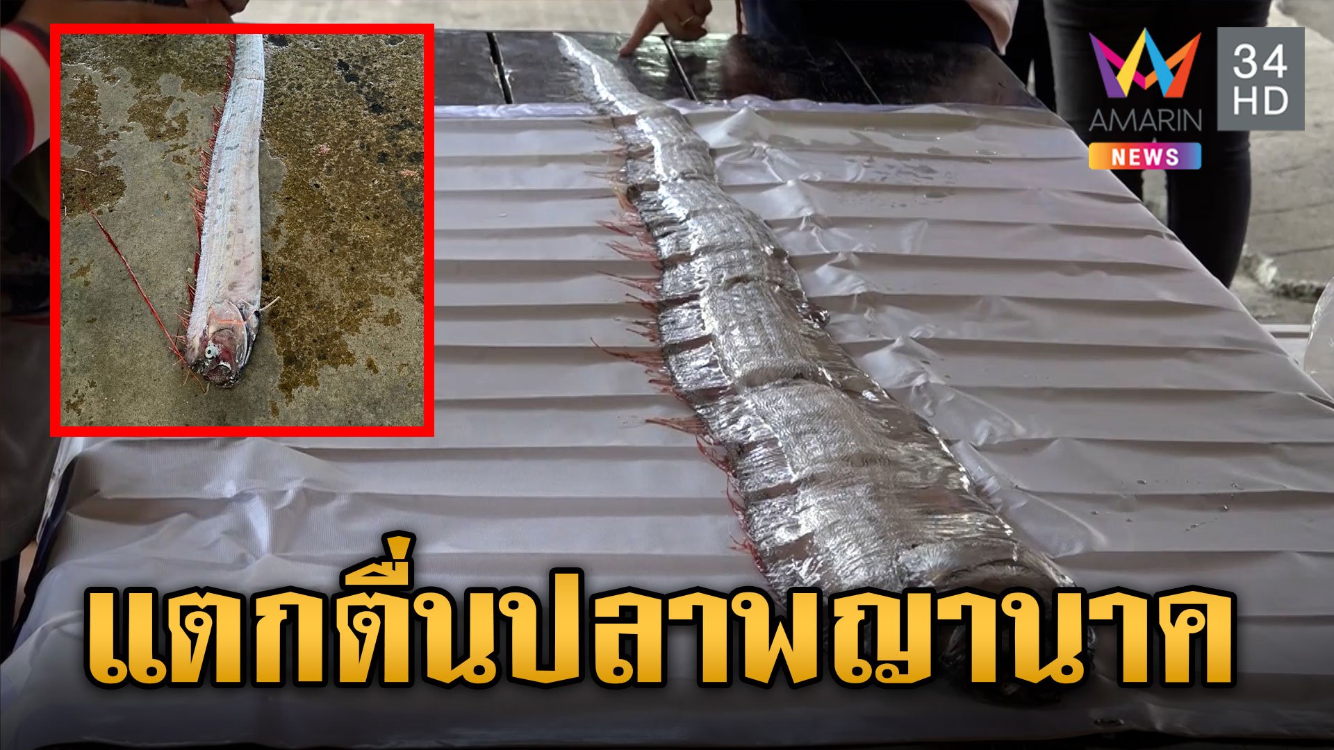 แตกตื่น! ปลาออร์ฟิช หรือปลาพญานาค โผล่ไทยหวั่นเกิดภัยพิบัติ | ข่าวเย็นอมรินทร์ | 5 ม.ค. 67 | AMARIN TVHD34