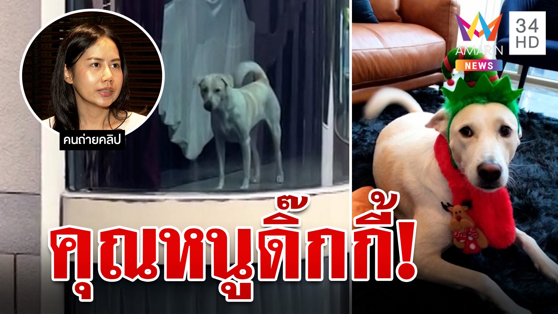 เปิดชีวิต "คุณหนูดิ๊กกี้" จากหมาจรกำพร้าสู่ไฮโซ 4 ขา คอนโด 30 ล้าน | ทุบโต๊ะข่าว | 23 ต.ค. 66 | AMARIN TVHD34