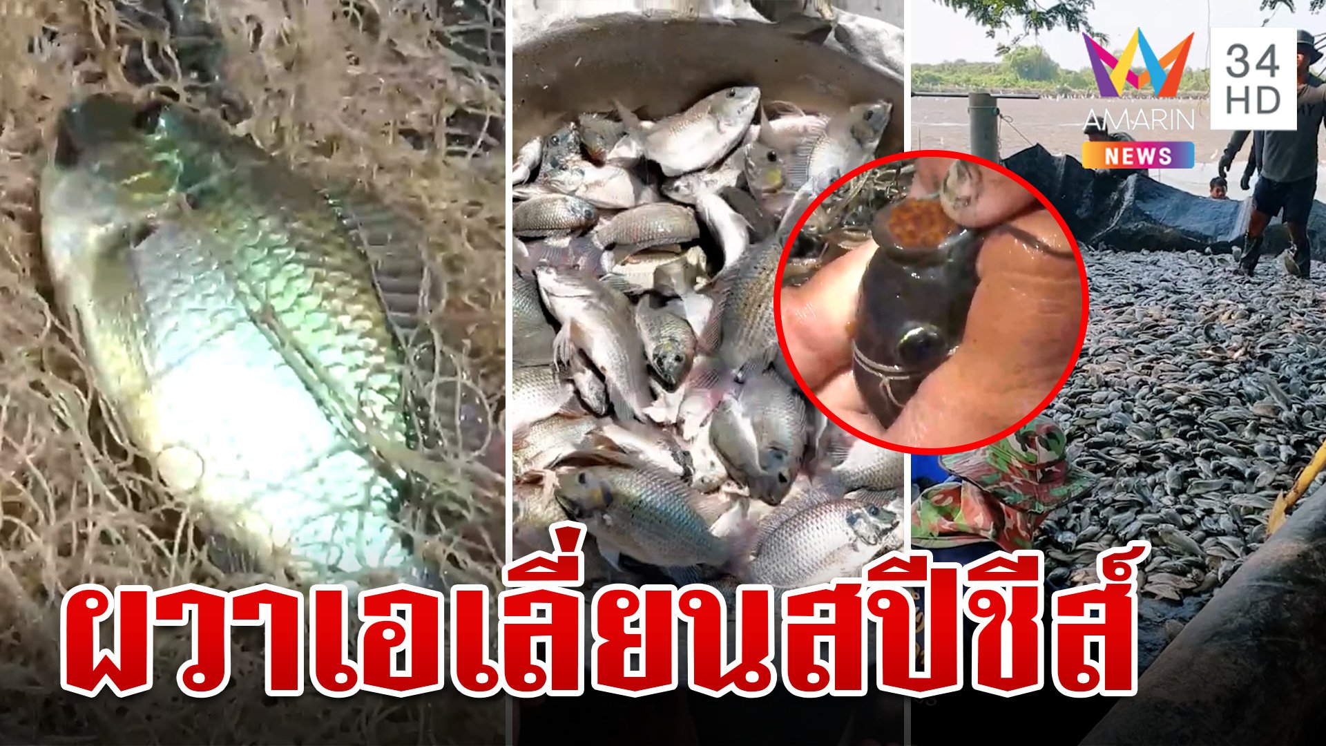 วอนเร่งกำจัด! "ปลาหมอคางดำ" ระบาดหนัก อาละวาดลามถึงกรุงเทพฯ  | ทุบโต๊ะข่าว | 14 ก.ค. 67 | AMARIN TVHD34