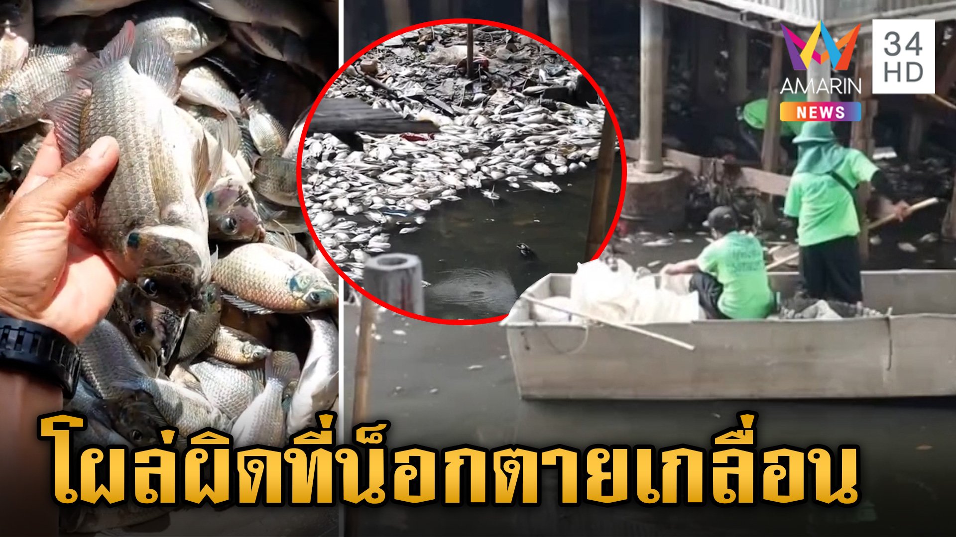 สั่งล่าฆ่าให้หมด "ปลาหมอคางดำ" ระบาดเข้ากรุงฯ เจอน้ำเน่าน็อกเกลื่อน | ข่าวเย็นอมรินทร์ | 16 ก.ค. 67 | AMARIN TVHD34