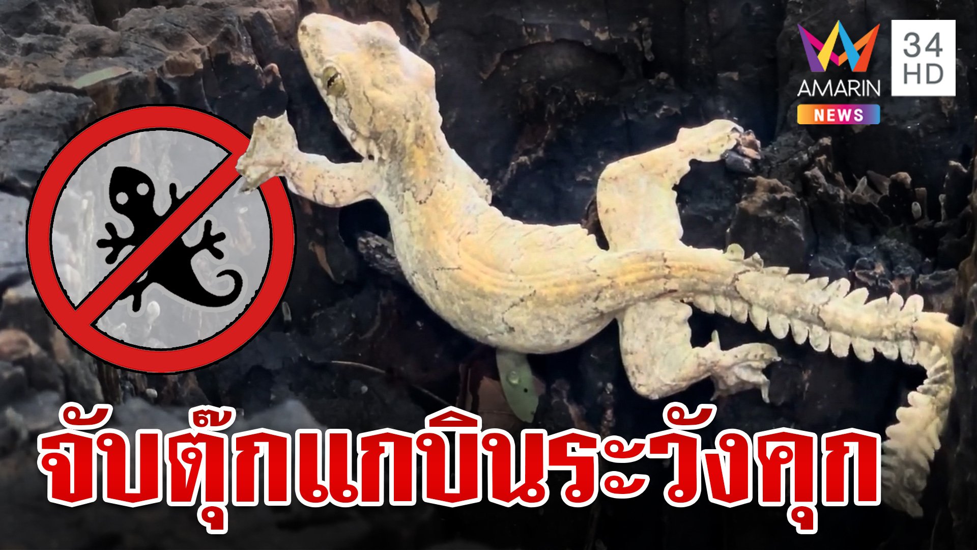 ห้ามเลี้ยง! ตุ๊กแกบินหางเฟิน ครอบครองไว้ระวังได้กินข้าวหลวง | ทุบโต๊ะข่าว | 22 ก.ค. 67 | AMARIN TVHD34