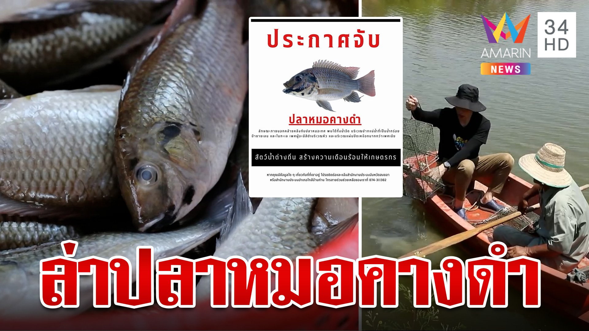 ระดมล่า "ปลาหมอคางดำ" สัตว์น้ำต่างถิ่นที่กำลังแพร่ระบาดหนัก | ทุบโต๊ะข่าว | 3 ก.ค. 67 | AMARIN TVHD34