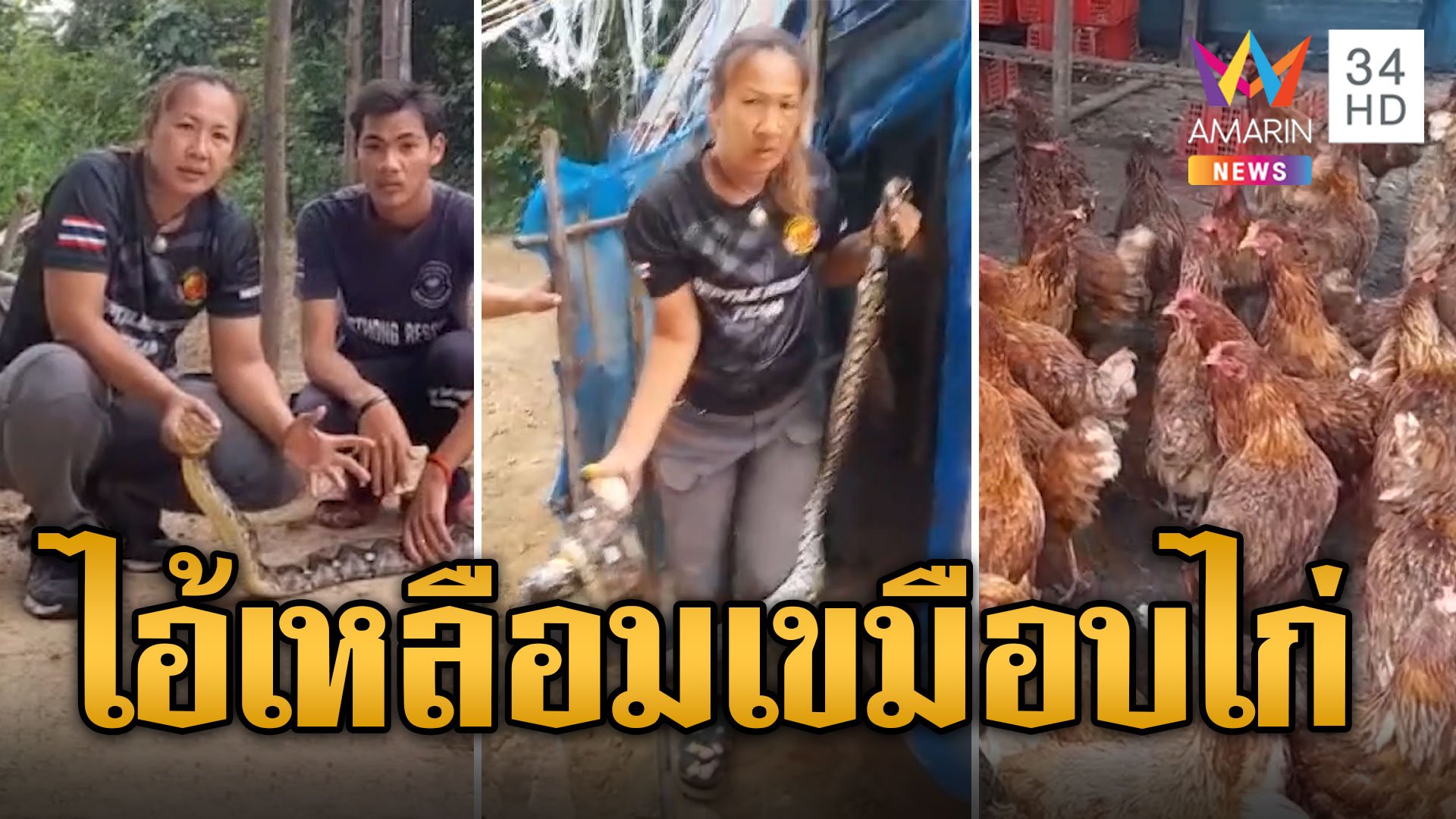 ไอ้เหลือม 4 เมตร บุกเขมือบไก่ ผญบ. | ข่าวอรุณอมรินทร์ | 10 ก.ย. 67 | AMARIN TVHD34